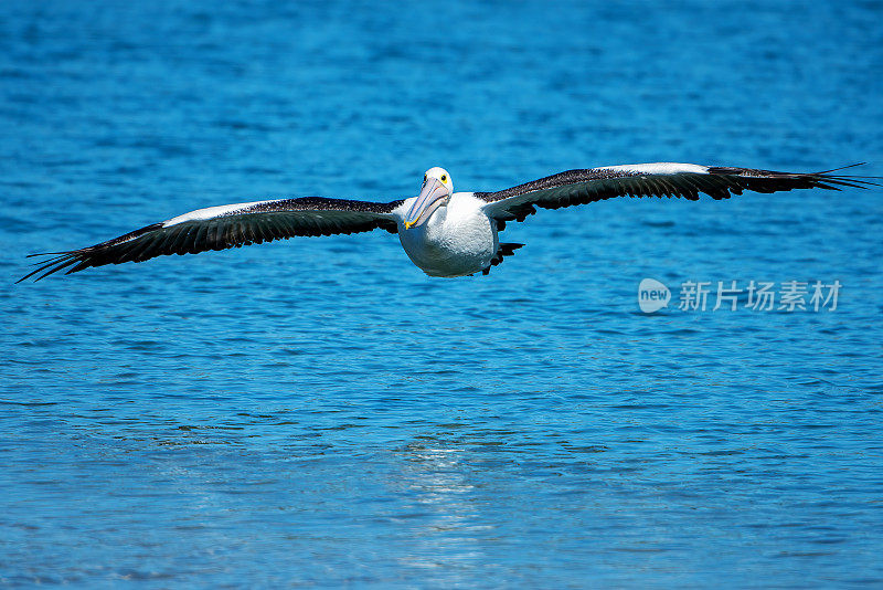 澳大利亚鹈鹕(Pelecanus anisoillatus)